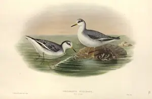 Phalaropus fulicarius, grey phalarope
