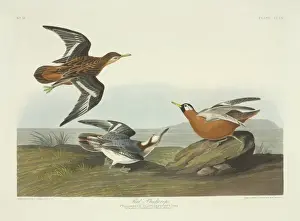 Shore Bird Prints: Phalaropus fulicarius, red phalarope