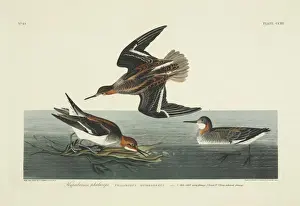 Phalaropus lobatus, red-necked phalarope