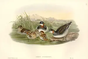 Phalaropus lobatus, red-necked phalarope