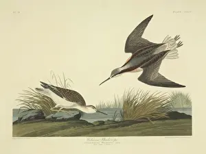 Audubon Prints: Phalaropus tricolor, Wilsons phalarope