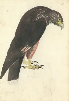 Forster Collection: Phalcoboenus australis, striated caracara