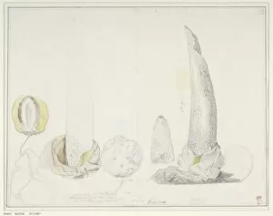 Agaricomycetes Gallery: Phallus impudicus, George Dionysus Ehret