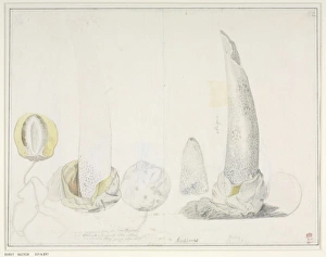 Agaricomycetes Gallery: Phallus impudicus, George Dionysus Ehret