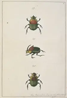 Abbot Prints: Phanaeus vindex (Macleay), dung beetle