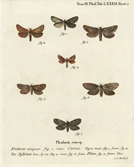 Eugenius Collection: Pharmacis carna, orange swift and gold swift moths