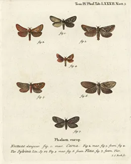 Christoph Collection: Pharmacis carna, orange swift and gold swift moths