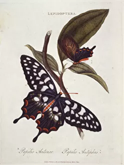 Eurosid Collection: Pharmacophagus antenor, giant swallowtail