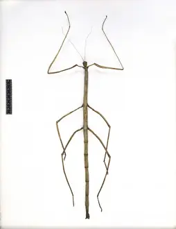 Borneo Prints: Pharnacia kirbyi, stick insect