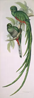 Images Dated 17th April 2013: Pharomachrus moccino, resplendent quetzal