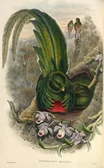 Elizabeth Gould Gallery: Pharomachrus mocinno, resplendent quetzal