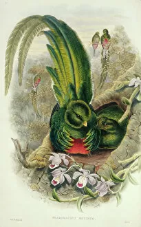 Elizabeth Gould Gallery: Pharomacrus mocinno, resplendent quetzal