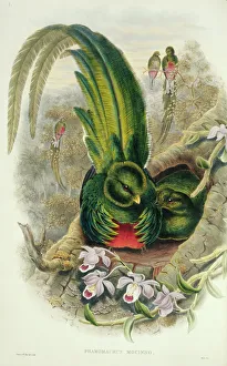 Pair Collection: Pharomacrus mocinno, resplendent quetzal