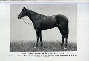 Pharos, the Racehorse