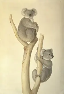 Phascolarctos cinereus, koala