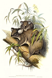Arboreal Gallery: Phascolarctos cinereus, koala