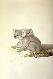 Matthew Prints: Phascolarctos cinereus, koala