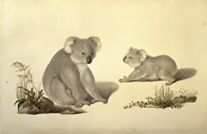 Phascolarctos cinereus, koala