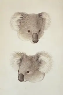Phascolarctos cinereus, koala