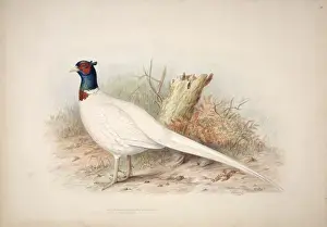 Jonathan Prints: Phasianus colchicus, common pheasant