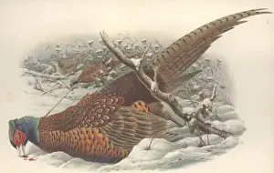 Phasianus colchicus, common pheasant
