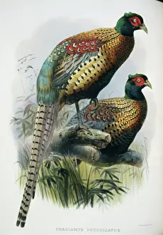 Horn Prints: Phasianus colchicus decollatus, common (Chinese ringless) ph