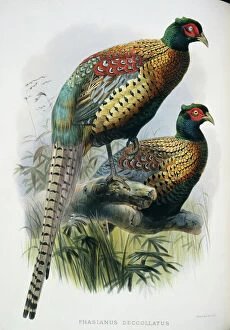 A Monograph Of The Phasianidae Gallery: Phasianus colchicus decollatus, common (Chinese ringless) ph