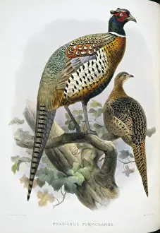 Fabaceae Prints: Phasianus colchicus formosanus, common (Formosan) pheasant