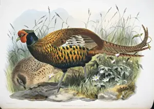 Flesh Prints: Phasianus colchicus sahwii, common (Yarkand) pheasant