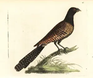 Elford Prints: Pheasant coucal, Centropus phasianinus