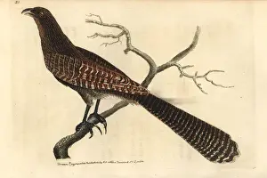 Pheasant coucal, Centropus phasianinus