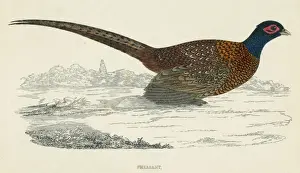 Pheasant (Morris)