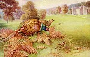 Inhabitants Collection: Pheasant (Rankin)