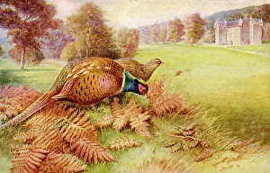 Inhabitants Collection: Pheasant (Rankin)