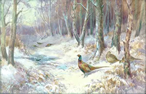 Roland Prints: Pheasant in snow