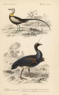 Universel Gallery: Pheasant-tailed jacana and horned screamer