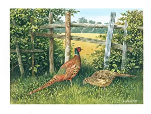 Parry Prints: Pheasants
