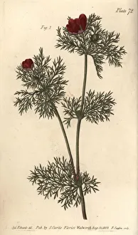 Annua Gallery: Pheasants eye, Adonis annua