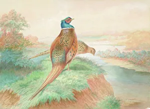 Pheasants (male and female)