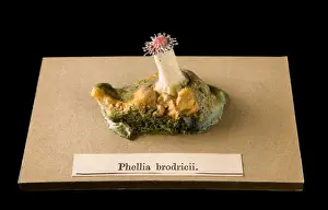 Phellia brodricii, sea anemone