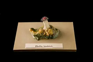 Phellia brodricii, sea anemone