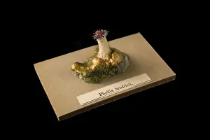Phellia brodricii, sea anemone