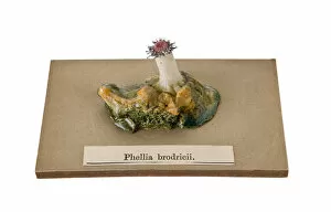Images Dated 11th March 2008: Phellia brodricii, sea anemone