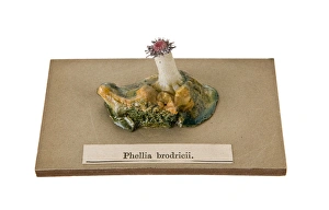 Images Dated 11th March 2008: Phellia brodricii, sea anemone