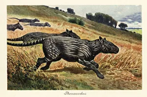 Ungulate Prints: Phenacodus, extinct genus of ungulate mammal