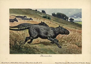Eocene Gallery: Phenacodus, extinct genus of ungulate mammals