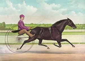 Horses Gallery: The phenomenal trotting gelding Jay Eye See, by Dictator, da