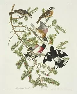 Apiaceae Gallery: Pheucticus ludovicianus, rose-breasted grosbeak