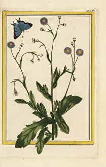 Philadelphia fleabane, Erigeron philadelphicus Philadelphia fleabane, Erigeron philadelphicus