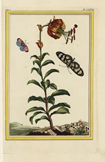 Lily Gallery: Philadelphia lily, Lilium philadelphicum